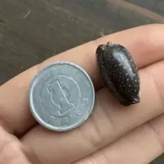 No725 色の濃いシボリダカラ 天然貝殻 タカラガイ コレクション
