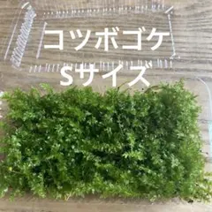 コツボゴケ　Sサイズ　Bのサムネイル