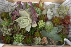 ⑤多肉植物ミニ苗詰め合わせセット - メルカリ
