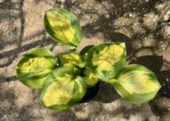 中型種 ギボウシ / ホスタ サンセットグルーブ 苗 1芽 - メルカリ