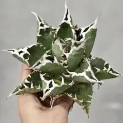 2026年最新】アガベ大白鯊の人気アイテム - メルカリ