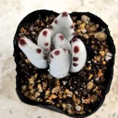 ぼん様 リクエスト 3点 まとめ商品