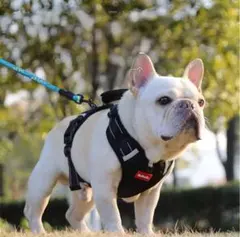 Item thumbnail for item e8e87414-660b-4467-b748-cc7e113ca36e