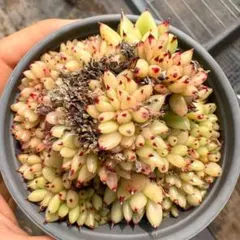 Top【選抜株】多肉植物　362144マリア綴化　45個　鉢無し