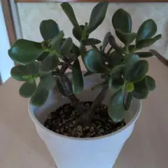 金のなる木 苗 観葉植物のサムネイル