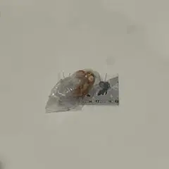 つまんでつなげてますこっと2 トムジェリ ガチャガチャ 天使ジェリー