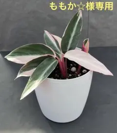 ももか☆プロフ必読!!!様 リクエスト 2点 まとめ商品