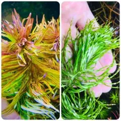 しんしん様 リクエスト 2点 まとめ商品