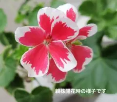 ゼラニウム ミスターレン 朱赤に白覆輪 挿し木苗A - メルカリ