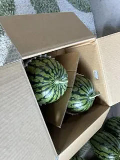 秋田県産大玉スイカ　秋田夏丸　規格外品のサムネイル