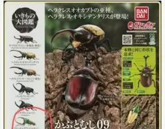 いきもの大図鑑　かぶとむし09 カブトハナムグリ(イエロー)