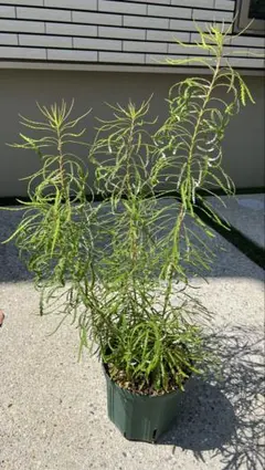 2025年最新】バンクシア ヘアピンの人気アイテム - メルカリ