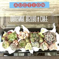 コ*)様 ⚠️オークション⚠️ 現品 エケベリア 寄せ植え 多肉弁当 多肉植物