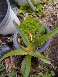 キダチアロエ 抜き苗 5株セット 多肉植物 無農薬 アロエ - メルカリ
