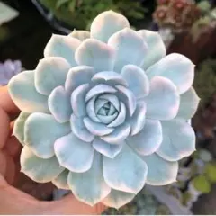 スノーボール錦　発根済み　エケベリア　多肉植物