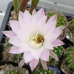 花サボテン カキコ 6個セット - メルカリ
