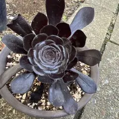 多肉植物　アエオニウム真っ黒法師（発根期）のサムネイル