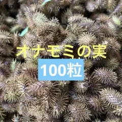 Shiori様 オナモミの実(100粒)のサムネイル