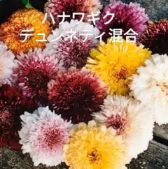 春秋まき○ドライフラワーミックス種30粒 バーバリウム ポプリ 
