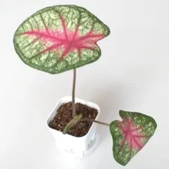 【カラジューム】はなかっぱ様 リクエスト 2点 まとめ商品