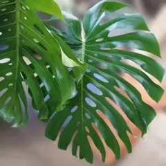 人口観葉植物 モンステラ 6号鉢カバー付き - メルカリ