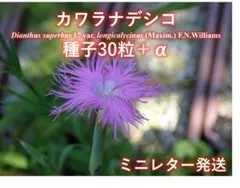 Naoto様 リクエスト 2点 まとめ商品