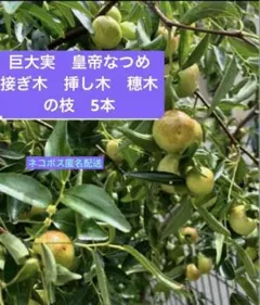 巨大実　ナツメ　皇帝なつめ　接ぎ木　挿し木　穗木の枝　5本のサムネイル