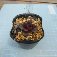 コーンストーン 多肉植物 センペルビウム 根付き苗 - メルカリ