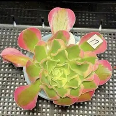 97#観葉植物アエオニウム錦❤️サラダボール中斑錦❤️韶華❤️1大頭