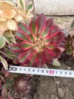 アエオニウム 銅花順錦 - メルカリ