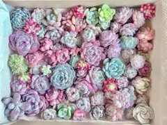 多肉植物 カット苗 (訳あり) 宅急便コンパクト セダム エケベリア 詰め合わせ