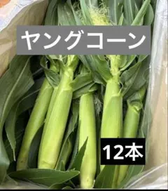 65.【ご注文後に収穫】おおもの　ヤングコーン　12本のサムネイル
