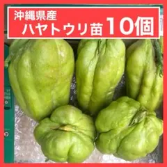 2026年最新】ハヤトウリの人気アイテム - メルカリ