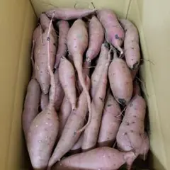 サツマイモ 茨城県産 無農薬紅はるか 箱含む5キロのサムネイル