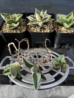 2026年最新】アガベ 子株 セットの人気アイテム - メルカリ