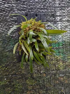 2025年最新】ミヤマムギランの人気アイテム - メルカリ