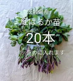2026年最新】紅はるか 苗の人気アイテム - メルカリ