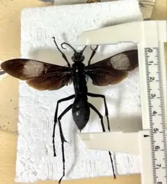 20mm】アリバチの一種 標本 Hoplomutilla sp. クマバチ - メルカリ