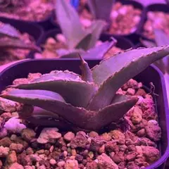 2026年最新】アガベ実生の人気アイテム - メルカリ