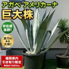 アガベ アガベアメリカーナ アメリカーナ 子株 ドライガーデン 苗