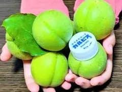 정통!타카다 매실 ♡ 지금 구매하세요 ✕