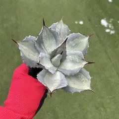 2026年最新】吉祥天錦の人気アイテム - メルカリ