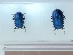 2026年最新】ハムシ標本の人気アイテム - メルカリ