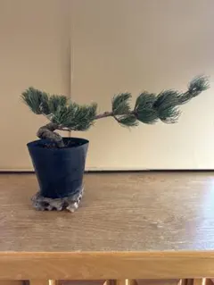 2026年最新】五葉松の人気アイテム - メルカリ