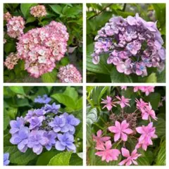紫陽花 挿し穂 6種類 各1本ずつ ネコポス発送 - メルカリ