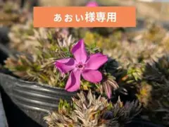 2026年最新】シダレザクラ ブラックデザインの人気アイテム - メルカリ