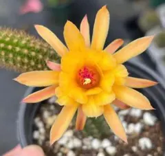 【鉢ごと】多肉植物　花サボテン　金紐シリーズ　オレンジ 2026年最新】サボテン 金紐の人気アイテム - メルカリ