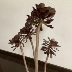 多肉植物　黒法師　アエオニウム　　大きい‼️抜き苗　約50㎝　4つのヘッドのサムネイル