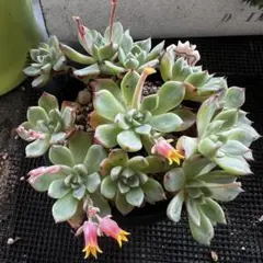 多肉植物♡七福美尼　抜き苗のサムネイル
