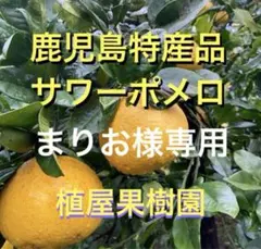（鹿児島特産品）まりお様専用 サワーポメロ　箱満杯詰　いちき串木野市産